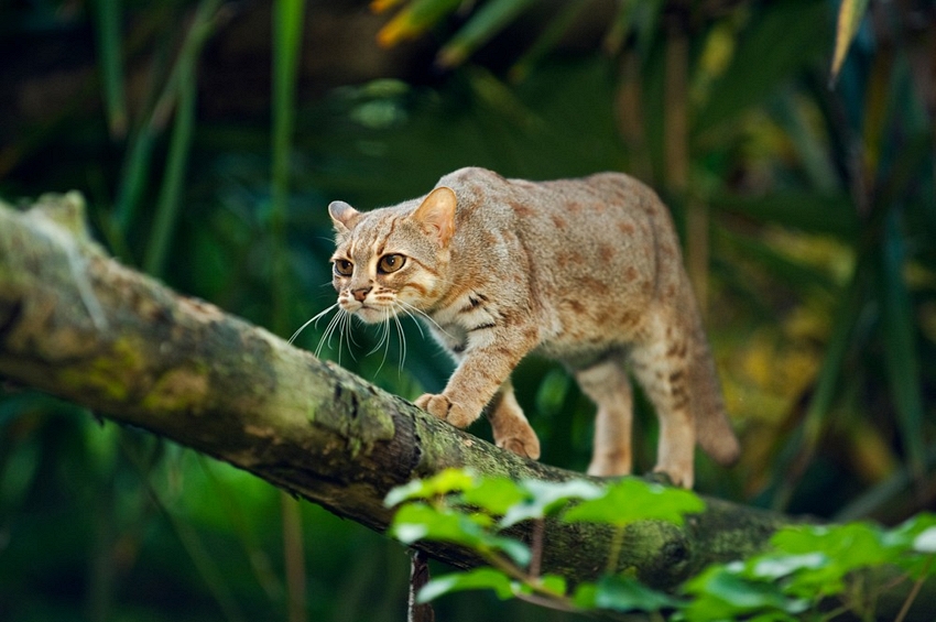 Rusty Spotted Cats