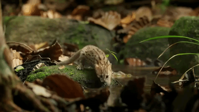 rusty-spotted-kitten