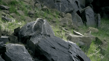 Animated GIF-downsized_large (1)