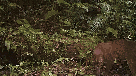 Animated GIF-downsized_large